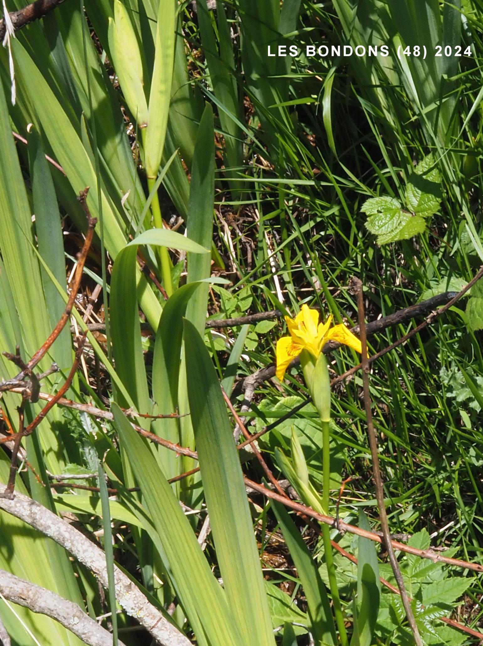 Iris, Yellow Flag